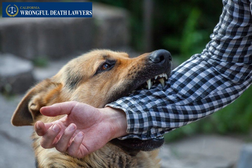 California Dog Bite Attorney