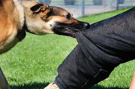 Dog bite lawyer Calabasas